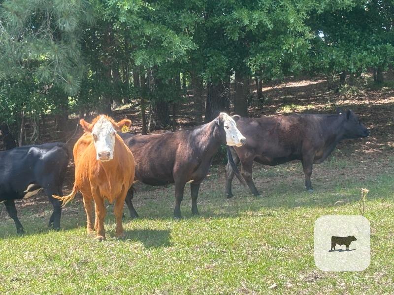Cattle Range Listing Photo