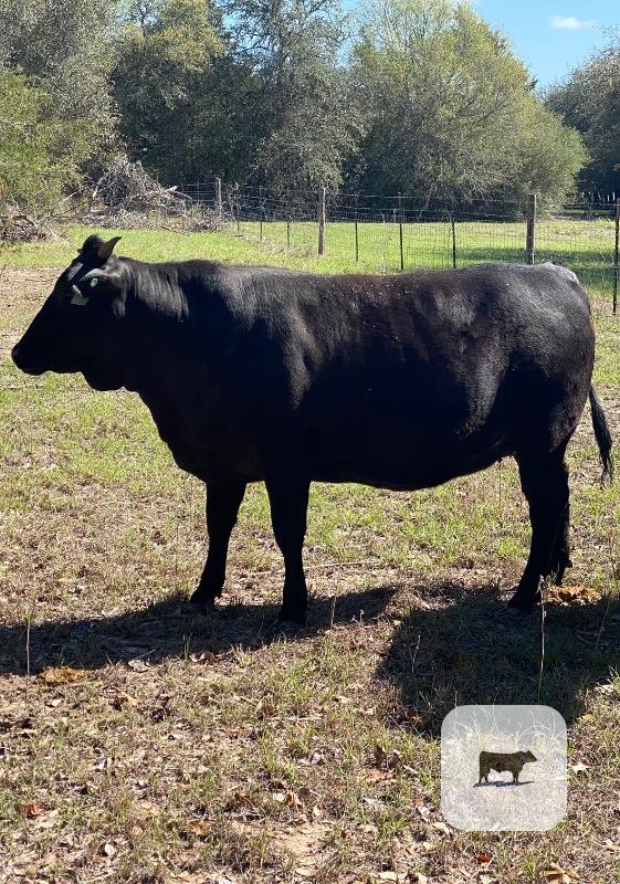 Cattle Range Listing Photo