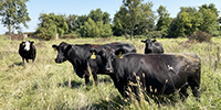 40 Angus & BWF Cows... Southwest MO