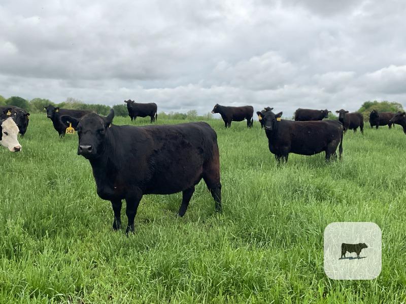 Cattle Range Listing Photo