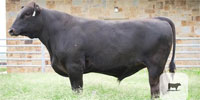 4 Reg. Wagyu Bulls... S. Central TX