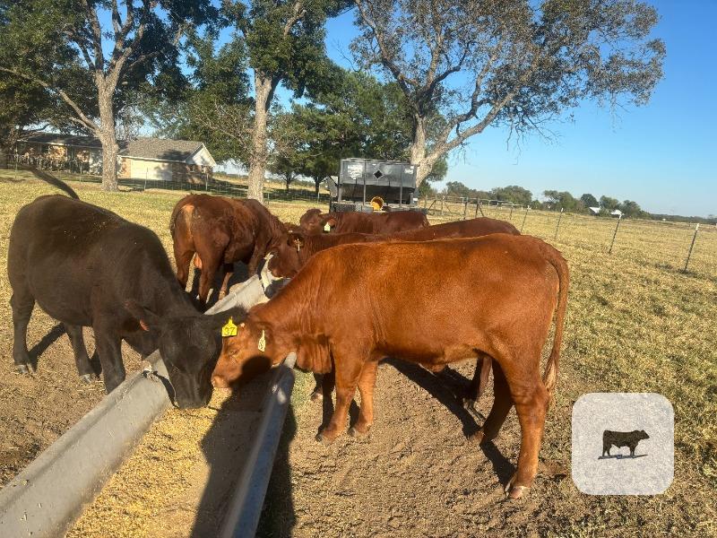 Cattle Range Listing Photo