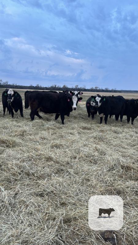 Cattle Range Listing Photo