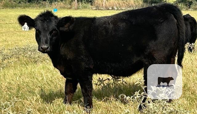 Cattle Range Listing Photo 6