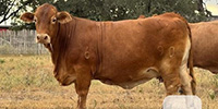 6 Reg. Beefmaster Cows w/ 3+ Calves... South TX