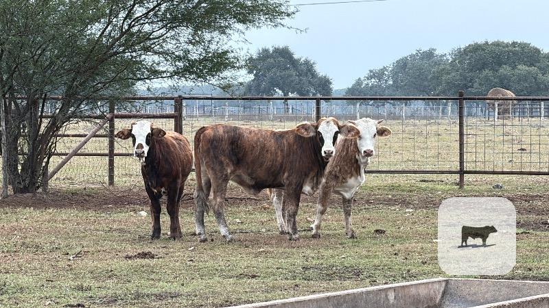 Cattle Range Listing Photo