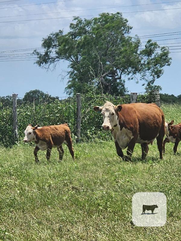 Cattle Range Listing Photo