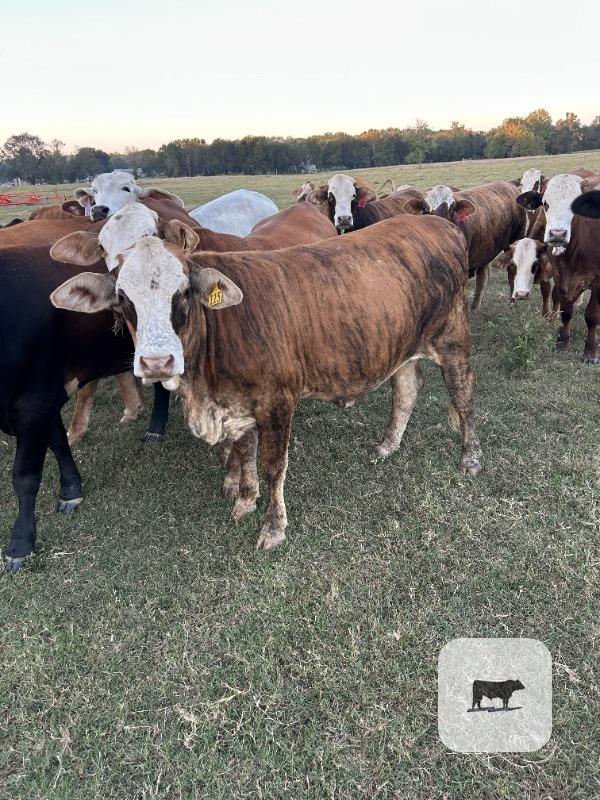 Cattle Range Listing Photo 3