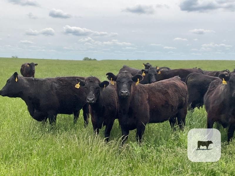 Cattle Range Listing Photo