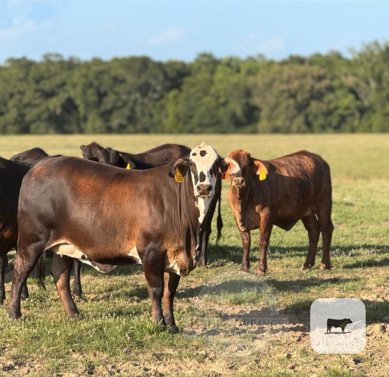 Cattle Range Listing Photo