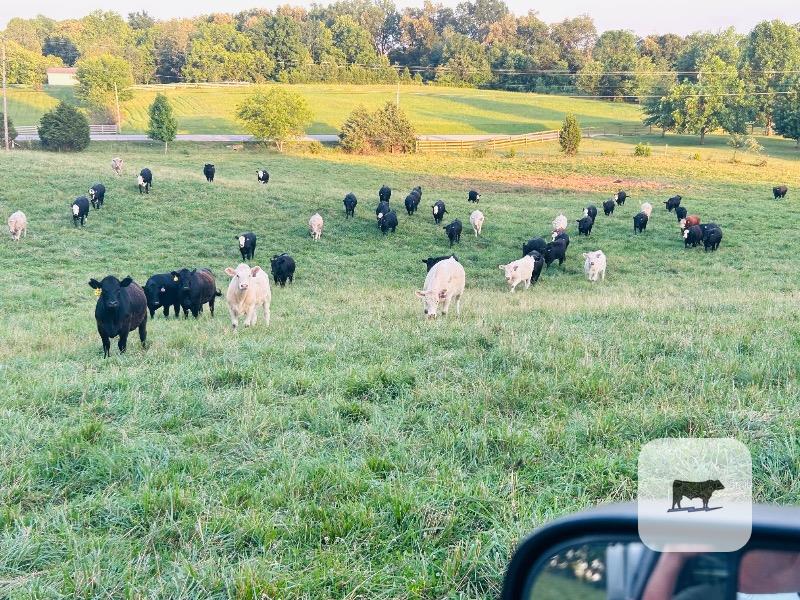 Pasture & Range Conditions as of 8/17/25