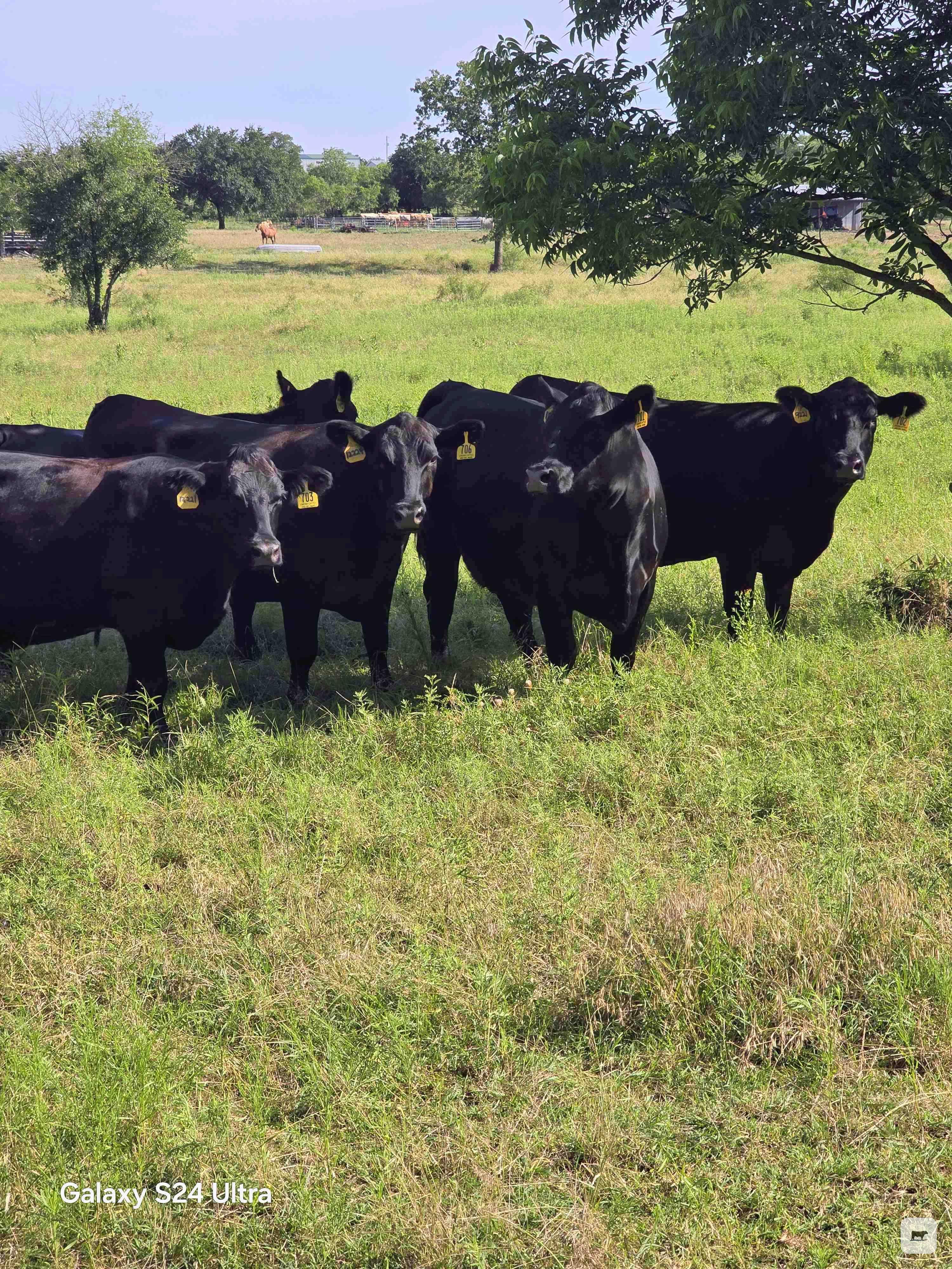 Cattle Range Listing Photo 5