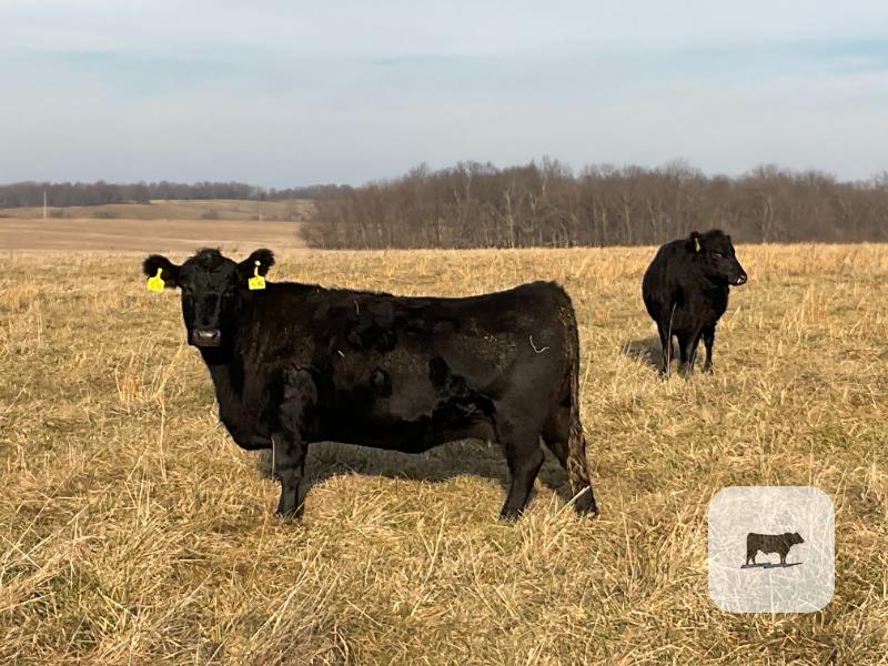 Cattle Range Listing Photo