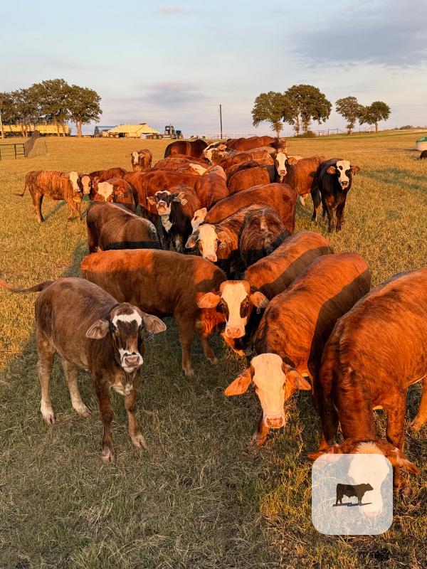 Cattle Range Listing Photo
