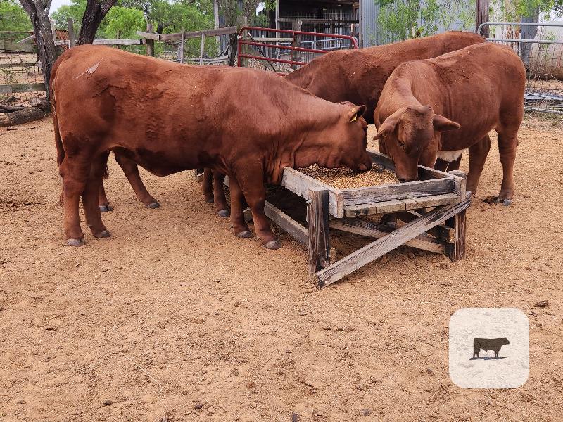 Cattle Range Listing Photo