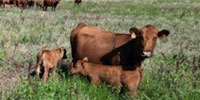 45 Akaushi/Red Angus Pairs... North TX
