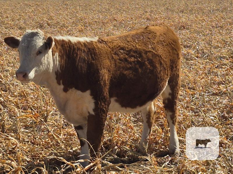 Cattle Range Listing Photo