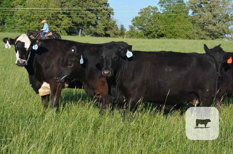 Cattle Range Listing Photo