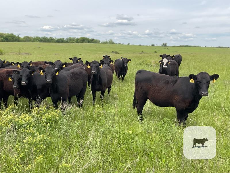 Cattle Range Listing Photo