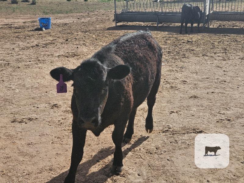 Cattle Range Listing Photo