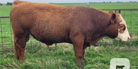 5 F1 Red Angus/Hereford Bulls... Southwest OK