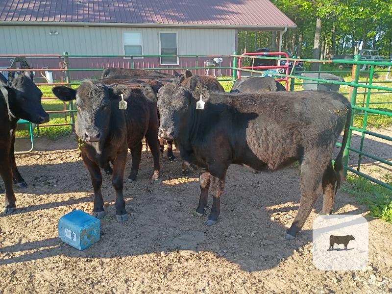 Cattle Range Listing Photo