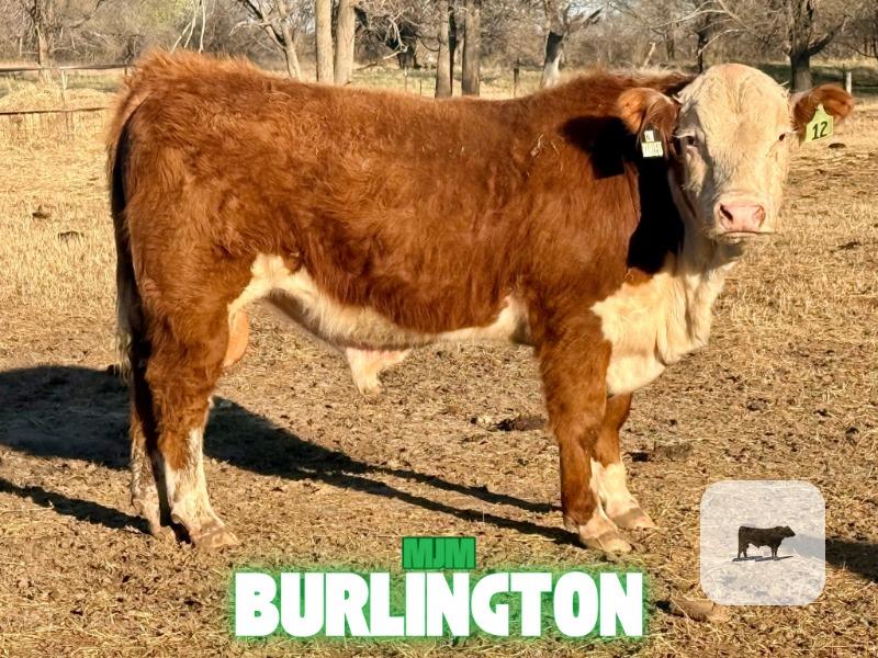 Cattle Range Listing Photo