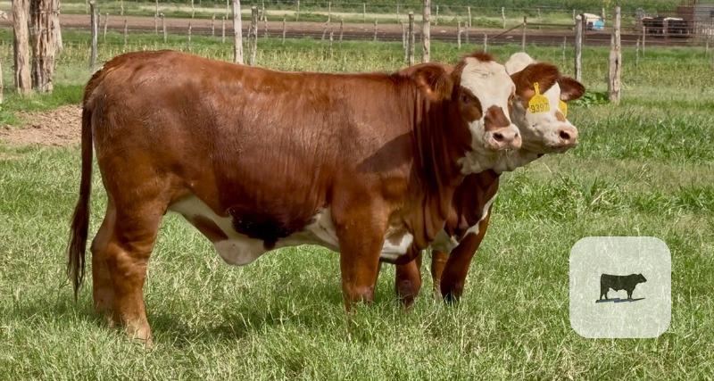 Cattle Range Listing Photo