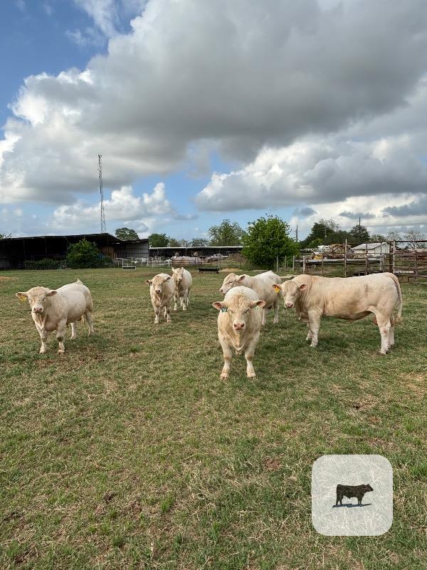 Cattle Range Listing Photo