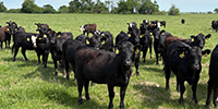 65 Angus & BWF Rep. Heifers... Southwest MO