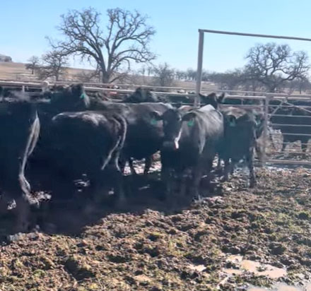 Cattle Range Listing Photo