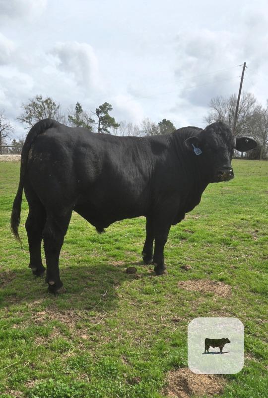 Cattle Range Listing Photo