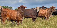 120 F1 Tigerstipes, F1 Brangus & Brangus Baldy Bred Heifers... Southeast MS