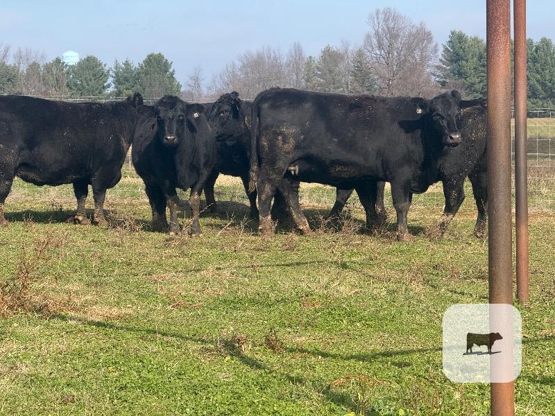 Cattle Range Listing Photo