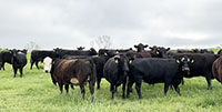 41 Angus & Black Baldy Cows... Southwest MO