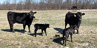 25 Angus & BWF 1st-Calf Pairs... Southwest MO