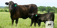10 Brangus 1st-Calf Pairs... Central TX