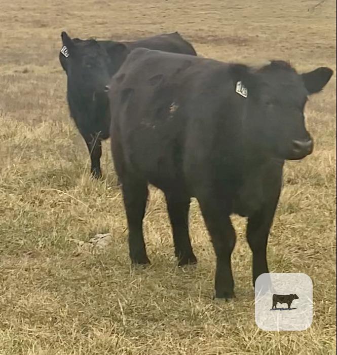 Cattle Range Listing Photo