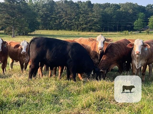 Cattle Range Listing Photo