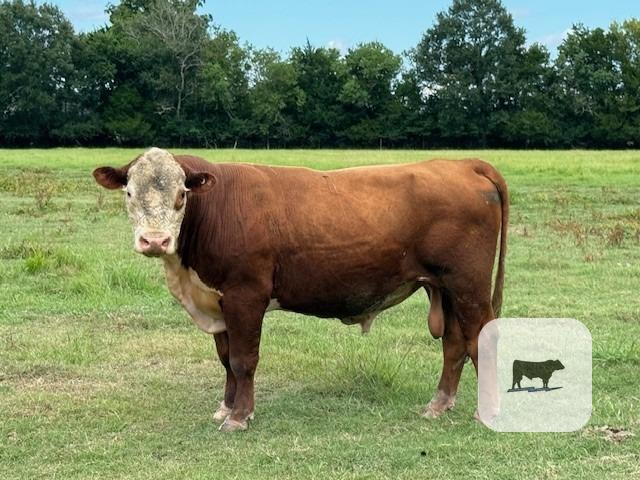 Cattle Range Listing Photo
