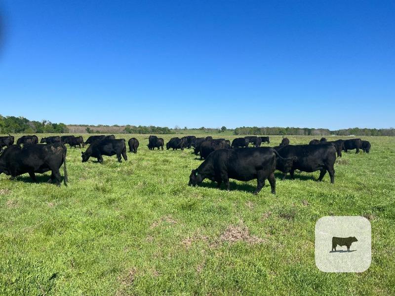 Cattle Range Listing Photo