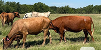 18 Mixed Breed Cows... Central TX