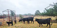 3 Angus 1st-Calf Pairs... Southeast TX