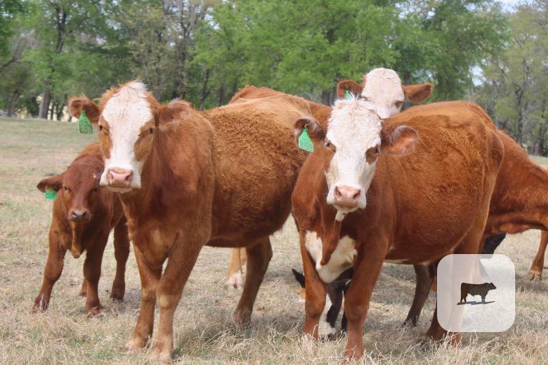 Cattle Range Listing Photo