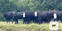 10 Angus & BWF Cows w/ 2+ Calves... Central TX