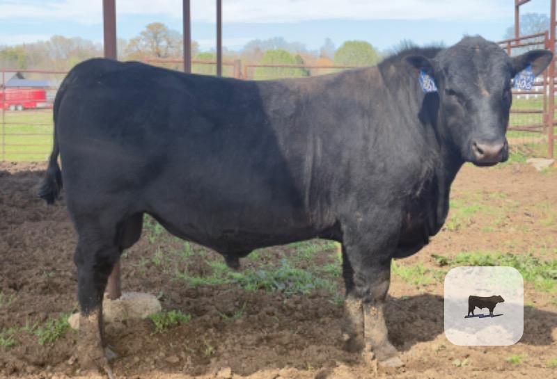 Cattle Range Listing Photo