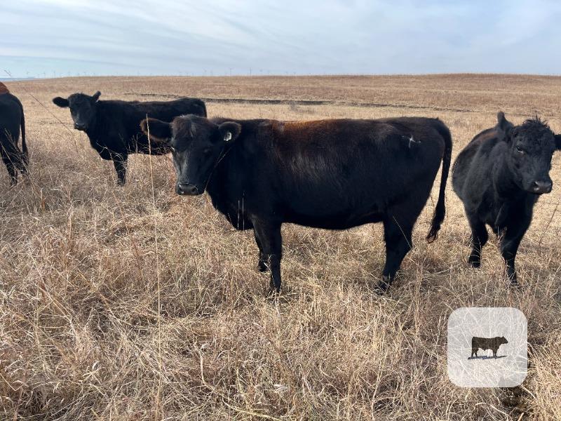 Cattle Range Listing Photo