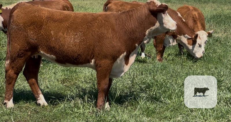 Cattle Range Listing Photo
