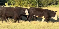 55 Angus & BWF Rep. Heifers...  Central OK ~ FD