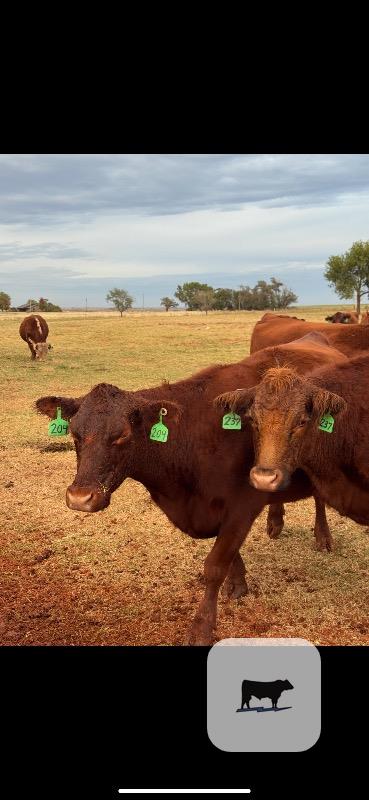 Cattle Range Listing Photo 2